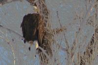 Bald Eagle in a Teton Winter�